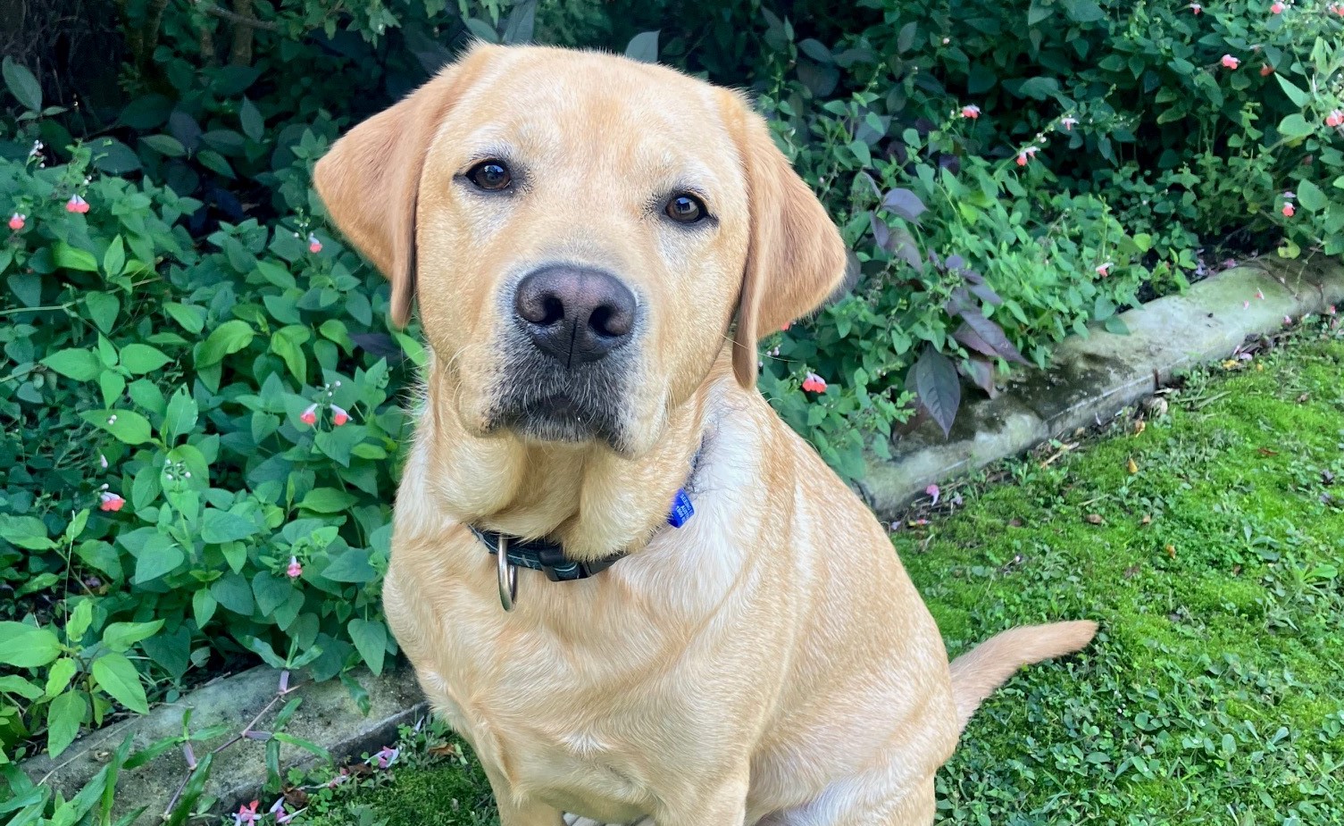 A golden labrador sits calmy on the grass in front of a garden bed.